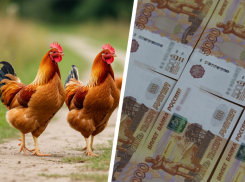 Верните деньги! Почти 92,5 миллиона требует ставропольская  птицефабрика с краевых властей из-за утилизации продукции 