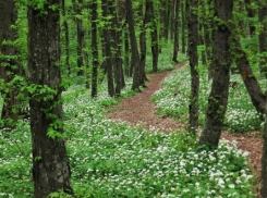 Педофил изнасиловал девочку в лесу Ставрополя и получил 17 лет колонии