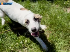 Еще одного ребенка на Ставрополье укусила собака