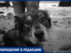 Жители улицы Ленина в Ставрополе бьют тревогу из-за отравившего собак живодера