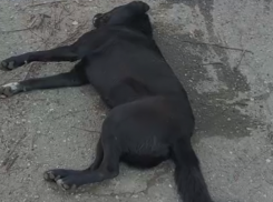 Массовые отравления бездомных собак снова зафиксировали жители Михайловска 