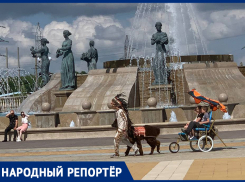 «Бедное животное, ножки подкашиваются»: ставропольчанка пожаловалась на жестокое обращение с альпакой