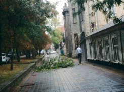 Ветка старого дерева рухнула на пешеходный тротуар из-за порыва ветра в центре Ставрополя