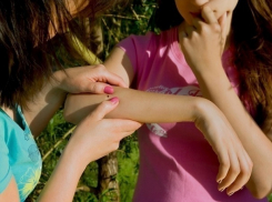 Более 6 тысяч человек были укушены клещами на Ставрополье за этот год 