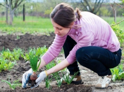 Почти 400 миллионов рублей пойдет на закладку садов в Ставропольском крае 