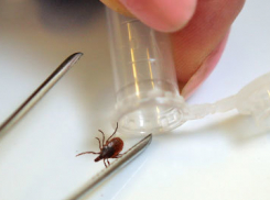 С укусами клещей в больницы Ставрополья обратились 900 человек