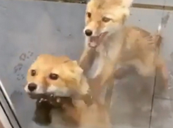 «Нашествие лис»: зоолог объяснил, стоит ли бояться частого появления животных «на людях» 