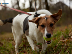 Стая собак напала на малолетнего ребенка и мужчину в Железноводске