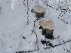 В Железноводске на предполагаемом маршруте «Кавминводского велотерренкура» вырубили более 80 живых деревьев