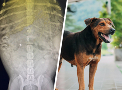 В Ставрополе неизвестный расстрелял стаю бездомных собак