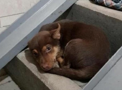 Грустный брошенный щенок в подземном переходе расстрогал жителей Ставрополья