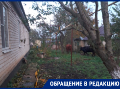 Уничтоженные сады и загаженные площади: бесконтрольный скот мучает ставропольцев