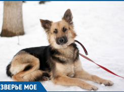 Ставропольская собачка Туся ждёт перемен в своей жизни