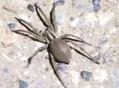 Огромный паук прыгнул ночью на прохожего в Ставропольском крае