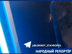 Большого таракана на кофемашине в супермаркете Ставрополя заметила горожанка