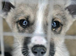 На Ставрополье мужчина жестоко убил собаку на глазах у детей