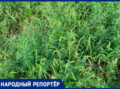 Непобежденная амброзия заполонила все Ставрополье