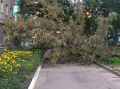 Огромное дерево переломало позвонки 11-летней девочки в Лермонтове