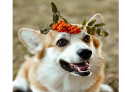 Ставропольский корги по имени Тор набирает популярность в Instagram