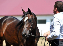 Терский конезавод на Ставрополье не будет продавать в ОАЭ своего чемпиона