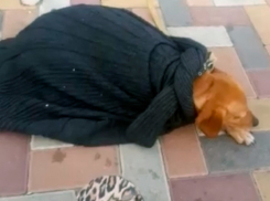 Бедная собака, лёжа на солнцепёке, зарабатывает деньги своей хозяйке в Ставрополе