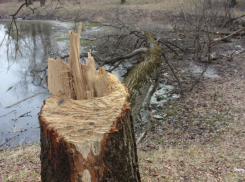 Вандалы вырубили деревья в заповедной зоне Ставрополя