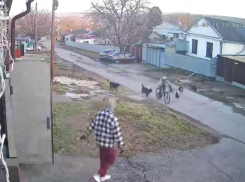 Уголовное дело возбудили в Ессентуках после нападения собак на мальчика