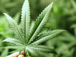 На Ставрополье мужчина выращивал во дворе 45 кустов конопли