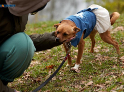 Три четверти жителей Ставрополя выступают за создание зоополиции