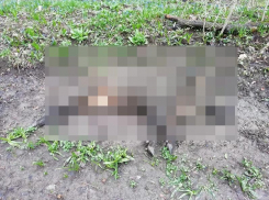Убитого дикого кабана обнаружили в Бештаугорском заказнике на Ставрополье 
