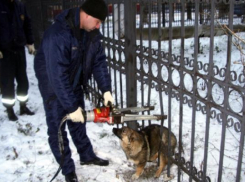 Собака застряла в ограждении Курортного парка Кисловодска