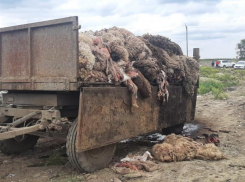 Кладбище под открытым небом рядом со скотобойней на Ставрополье заметили после визита «Блокнота»