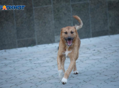 Более 7 тысяч человек пострадали от зубов животных: шокирующая статистика 2024 года