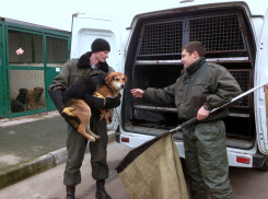 Суд принудил чиновников на Ставрополье приструнять агрессивных собак эффективнее 