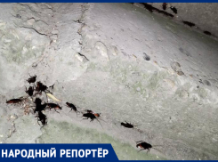 «Тараканы атаковали наш дом»: жительница Минеральных Вод умоляет провести травлю насекомых
