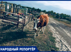 Телки на православном кладбище Нефтекумска оскорбили ставропольцев
