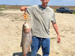 Рыбу-гиганта выловили из ставропольского пруда