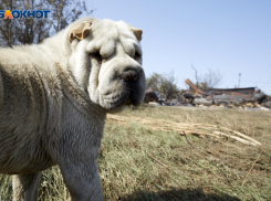 За нападение собаки на 3-летнего мальчика с муниципалитета Ставрополья взыскали 150 тысяч рублей