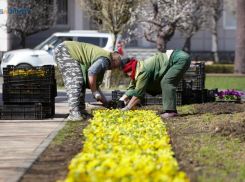 Все меньше работодателей Ставрополья разрешают сотрудникам работать на удаленке