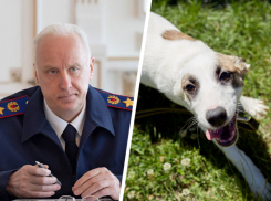 Нападение бродячей собаки на девочку в Минводах привлекло внимание Александра Бастрыкина