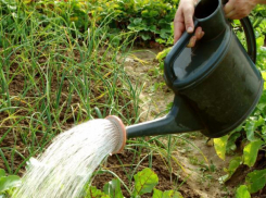 Плантацию конопли вырастил на дачном участке житель Невинномысска