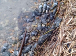 Сотни похожих на крыс трупов нашли жители на берегу водохранилища на Ставрополье — видео