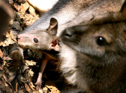 В зоопарке «Берендеево» родился кенгуреныш неопределенного пола