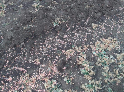 Причиной смерти тысячи уток на Дундинском водохранилище на Ставрополье могли стать отравленные зерна кукурузы