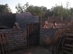 Судебные приставы прокомментировали жалобы жителей Буденновска на бездействие в нелегальном питомнике