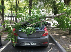 На припаркованную возле дома машину упало дерево в Ставрополе