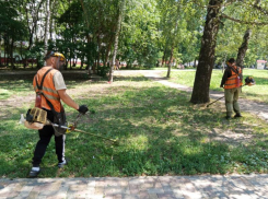 Битву с амброзией начали в мэрии Ставрополя летом 2025 года 