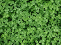 Большое количество ставропольцев убеждены, что они счастливчики