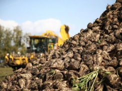 На Ставрополье убрали больше половины сахарной свёклы