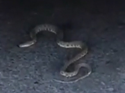 Змеи атаковали южный район Ставрополя 